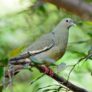 雌性粉颈绿鸽