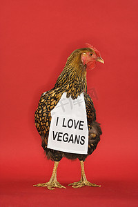 鸡戴着有趣的素食标志。