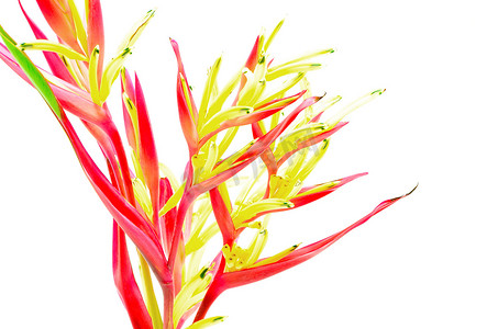 Heliconia Lady Di