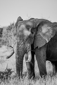 黑白相间的大象在南非克鲁格国家公园。