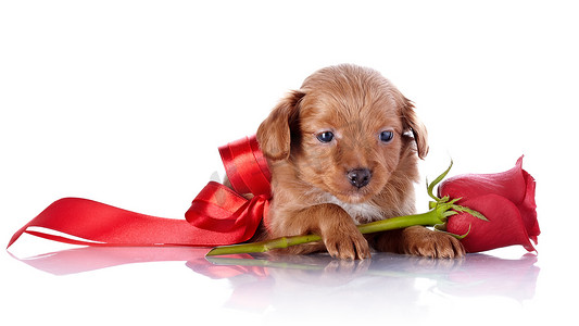 小玫瑰摄影照片_带着红色蝴蝶结和玫瑰的小狗。