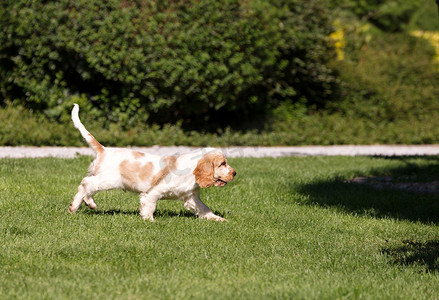 英国可卡犬幼犬