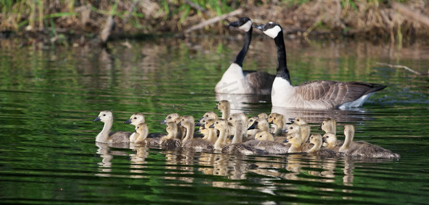动物家禽一组摄影照片_一群加拿大小鹅一起游泳