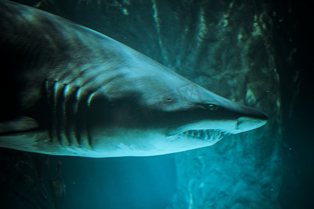 深蓝色水中的大鲨鱼水下照片。