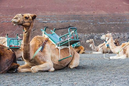 骑骆驼摄影照片_在蒂曼法亚的兰萨罗特岛骑骆驼......