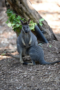 澳大利亚小袋鼠