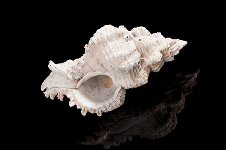 海螺与还行摄影照片_在黑色隔绝的大壳。