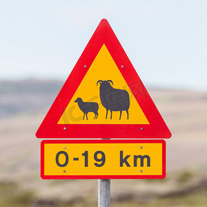 真正的绵羊横穿交通标志