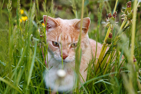 草丛中的姜猫