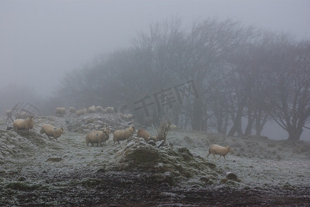 迷雾中的羊