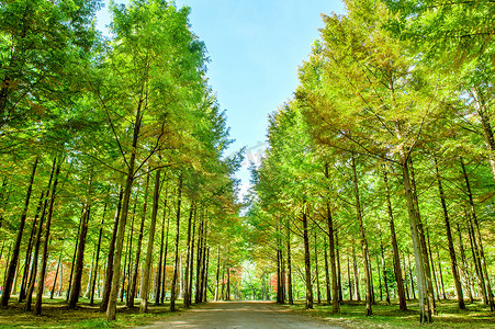 夏天植物植物摄影照片_韩国南怡岛的一排绿树。