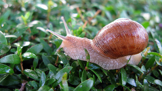 蜗牛在草地上爬行
