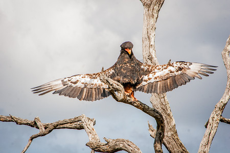 Bateleur 鹰在克鲁格国家公园伸展翅膀