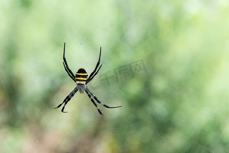 Argiope 服务提供商。