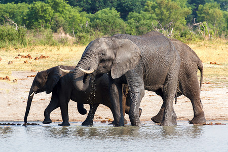 大象喝水摄影照片_大象在水坑喝水