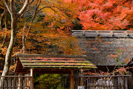 秋天的枫叶在日式屋顶上
