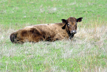 棕牛在牧场休息