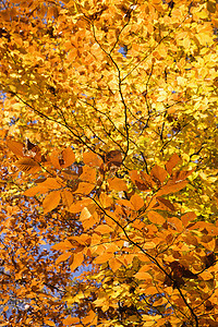树秋天的落叶。