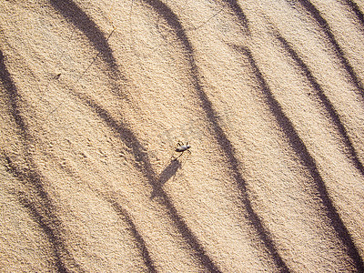 沙子中的快速黑甲虫