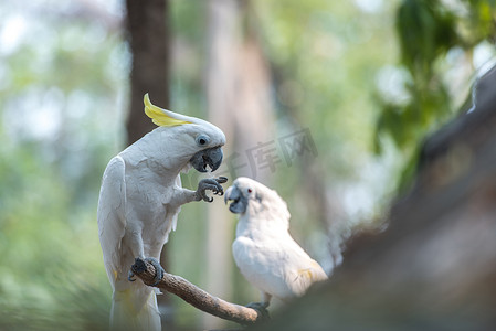 cacatua摄影照片_美丽的白凤头鹦鹉，硫磺凤头鹦鹉 (Cacatua gale