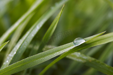草地水滴摄影照片_草地上的露珠
