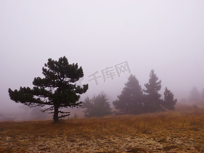 雾中的山树