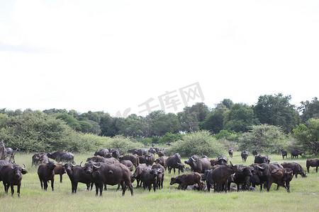 野生非洲博茨瓦纳大草原非洲水牛动物哺乳动物