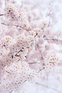 樱花季摄影照片_柔和焦点的樱花，韩国的樱花季，背景
