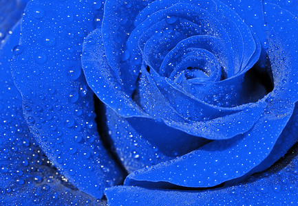 漂亮玫瑰摄影照片_蓝玫瑰