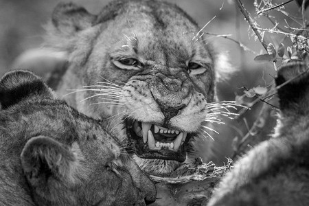 在克鲁格吃黑白相间的狮子。