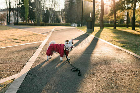 空白处摄影照片_穿着西装的可爱杰克罗素狗在秋季公园复制空间和空白处散步的肖像。