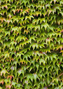 墙上的弗吉尼亚爬行物 (Parthenocissus quinquefolia)