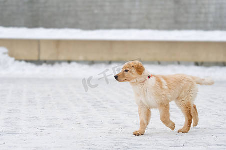 雪地里玩耍摄影照片_可爱的小金毛小狗在雪地里玩耍