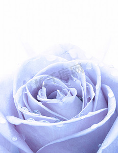 花卉玫瑰花摄影照片_蓝玫瑰