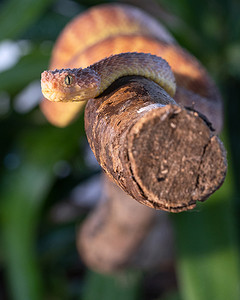 叶毒蛇，Atheris squamigera