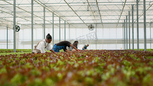 在温室收获生菜中工作的生菜采摘者进行质量控制，去除受损的叶子