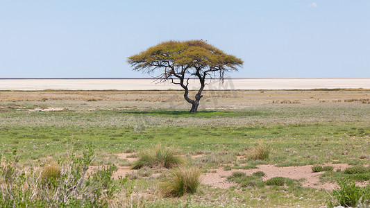 纳米比亚旷野中的树