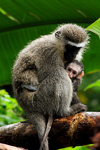 黑长尾猴：妈妈和宝宝