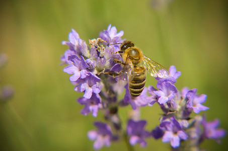 大黄蜂薰衣草花和蜜蜂