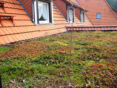 环保绿色屋顶或屋顶花园