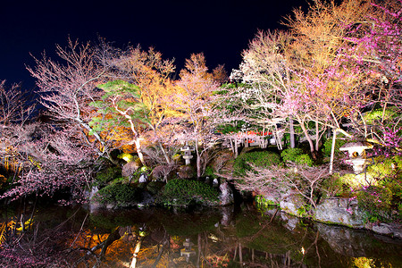 粉色的樱花树摄影照片_有河的樱花树