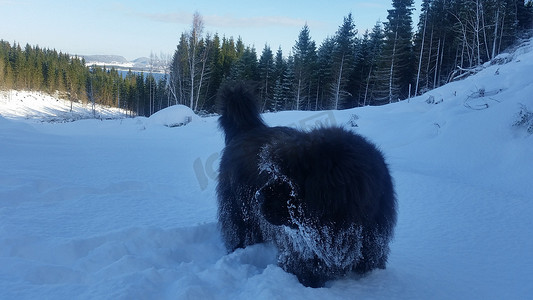 纽芬兰犬在雪地里玩耍