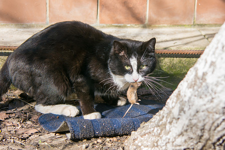 流浪猫在院子里抓到老鼠