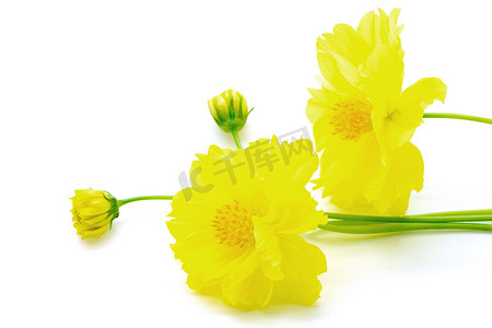 黄色波斯菊