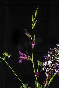 蒸汽蒸汽波树叶波摄影照片_野生兰花和其他花卉