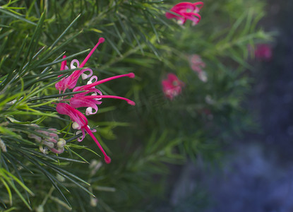 杜松 grevillea 开着粉红色的花。