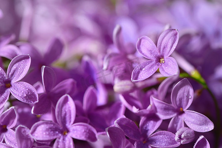 淡绿色卷轴摄影照片_春天的淡紫色紫罗兰花