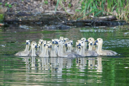 动物家禽一组摄影照片_一群加拿大小鹅一起游泳