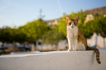 流浪猫