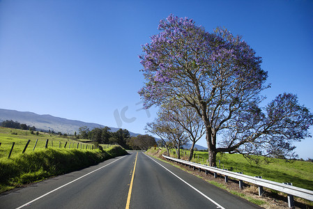 夏威夷树摄影照片_茂宜岛有蓝花楹树的路。
